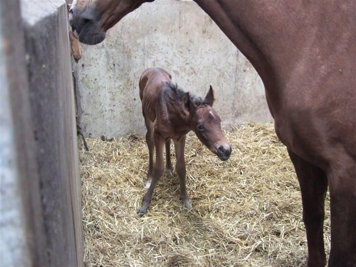 Dansk Varmblod Raia - Dag 2 og klar til ballade! billede 6