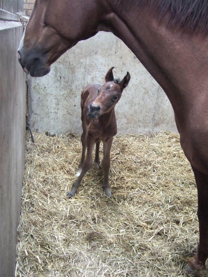 Dansk Varmblod Raia - Bare fordi man er skævbenet kan man da godt være lækker! billede 7