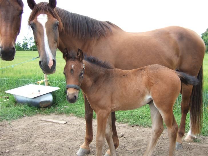 Dansk Varmblod Raia - Juli 2007 billede 8