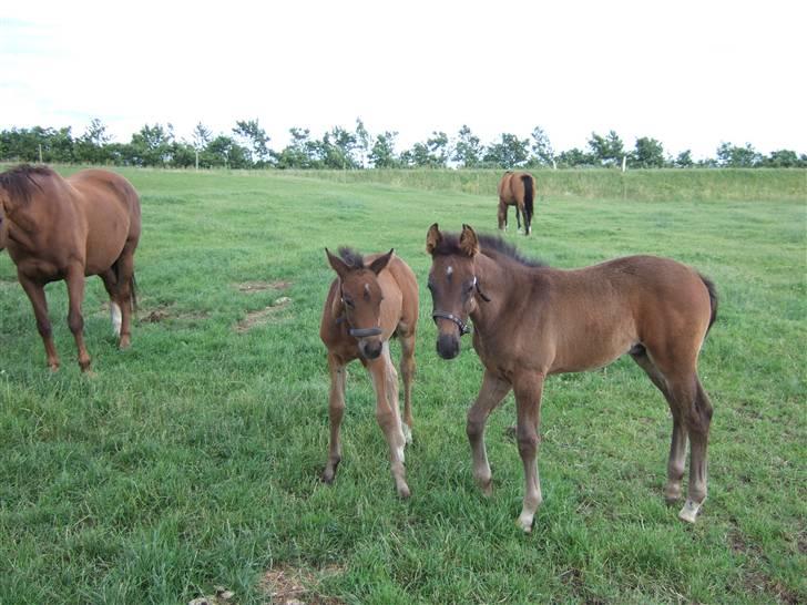 Dansk Varmblod Raia - Foldkammerater billede 9