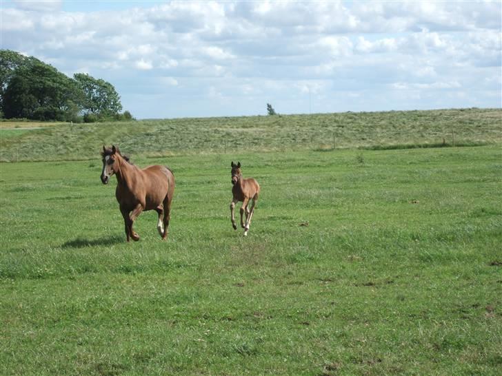 Dansk Varmblod Raia billede 10