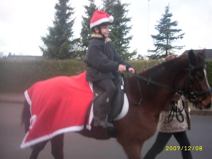 Hollandsk Sportspony Wendy, drømmeponyen billede 12