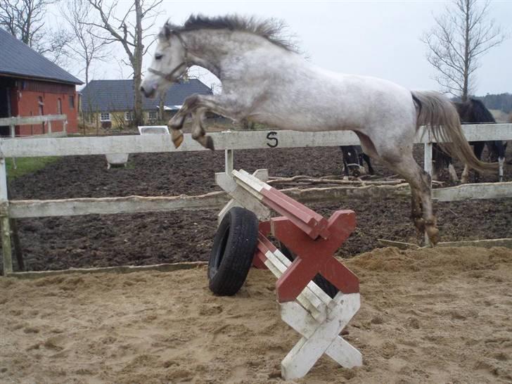 Welsh Pony af Cob-type (sec C) Hesta <3 SOLGT - RIP - Løsspring 110 cm. 2oo8 billede 7