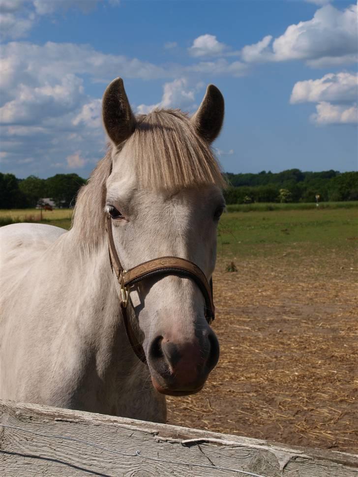 Welsh Pony af Cob-type (sec C) Hesta <3 SOLGT - RIP - Fold 2oo9 billede 10