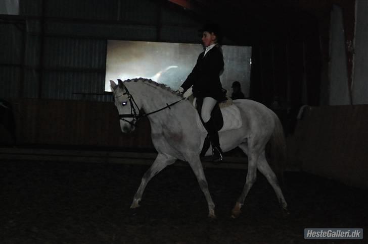 Welsh Pony af Cob-type (sec C) Hesta <3 SOLGT - RIP - Dressurstævne 2oo9  billede 11