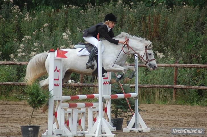 Welsh Pony af Cob-type (sec C) Hesta <3 SOLGT - RIP - <3 Distriksstævne i KOOR 2oo9 billede 12