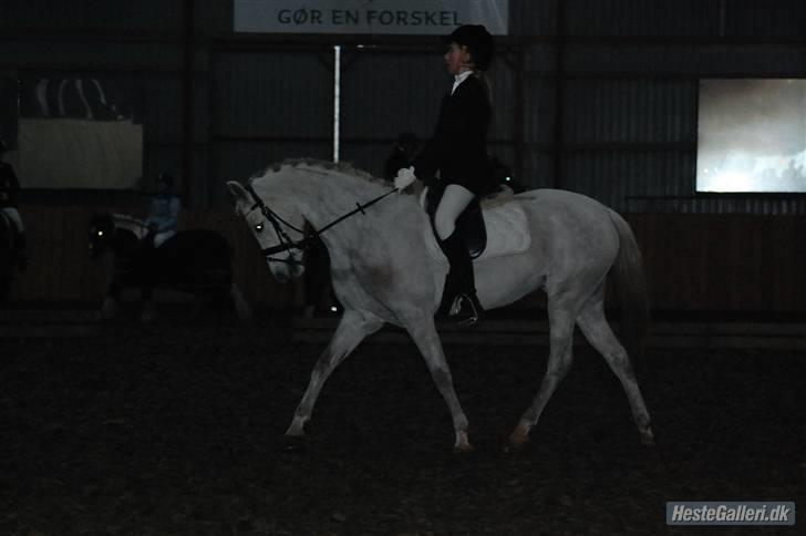 Welsh Pony af Cob-type (sec C) Hesta <3 SOLGT - RIP - 1 plads til dressursttævne 2oo9 billede 13