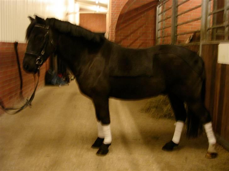 Dartmoor Oliver (Solgt) - Velkommen til Ollie Bollie  billede 1