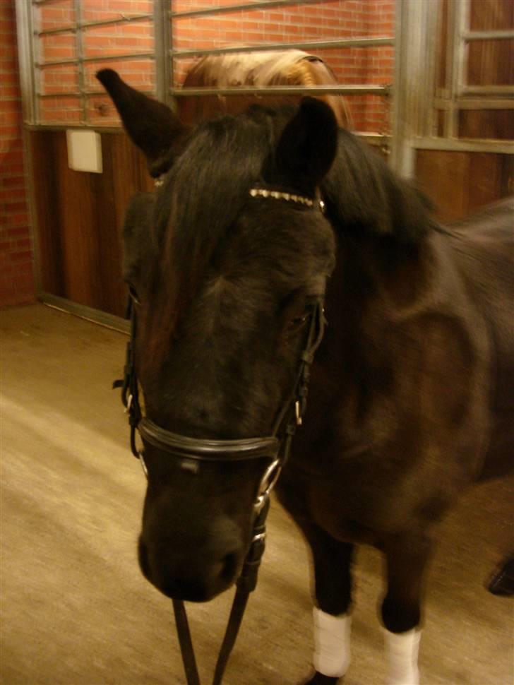 Dartmoor Oliver (Solgt) - Hans Smukke Hoved<3 billede 2