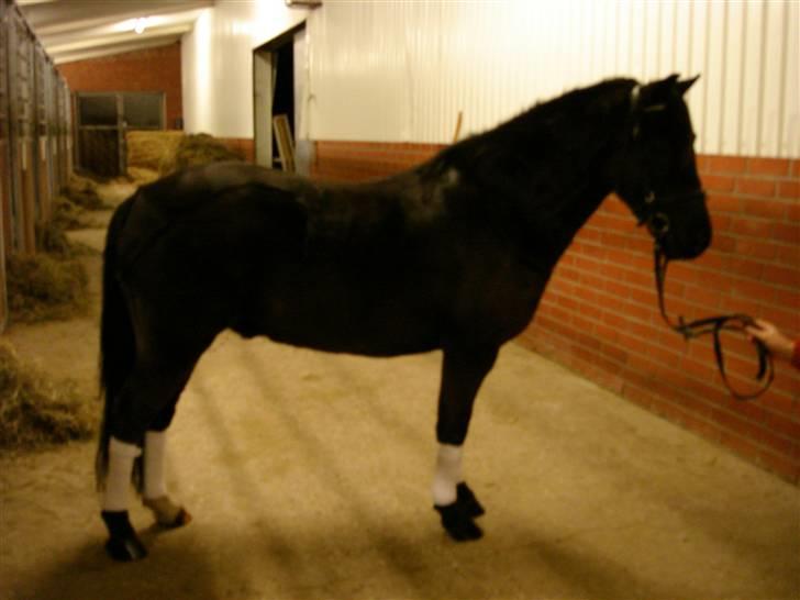 Dartmoor Oliver (Solgt) - Han er sgu flot  billede 3