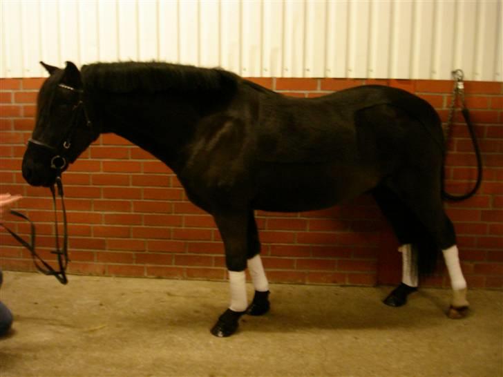 Dartmoor Oliver (Solgt) - Bollie Leger hingst billede 4