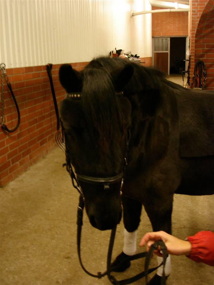 Dartmoor Oliver (Solgt) - Hej Smukke billede 5