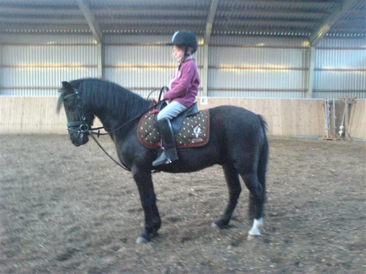 Dartmoor Oliver (Solgt) - Lillesøs prøver Ollie (Chambongen kun fordi hun sidder på ham) billede 6