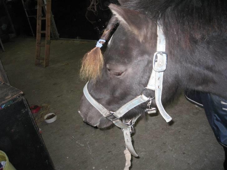 Shetlænder Bølle bob 'Bassen' - kigger på noget billede 6