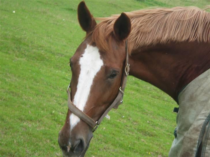 Dansk Varmblod Jeanet Von Pøl <3 R.I.P - Min Bobbers billede 8