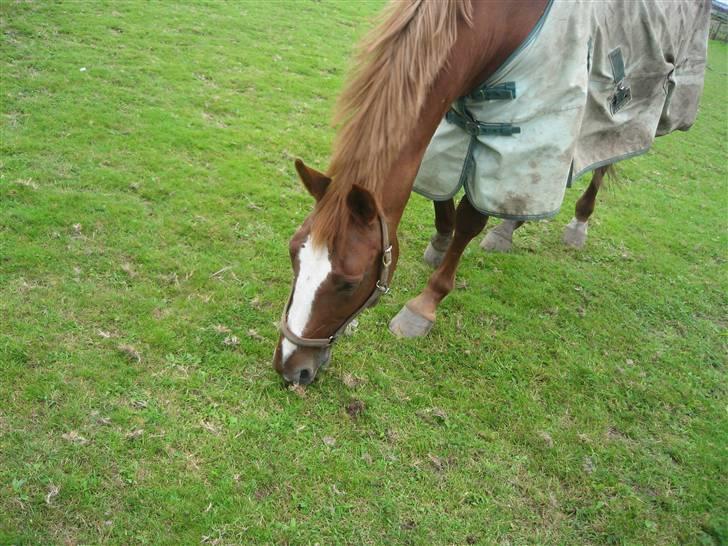 Dansk Varmblod Jeanet Von Pøl <3 R.I.P - Min skønhed igen..(ved billederne på græs er lidt ens!) billede 9