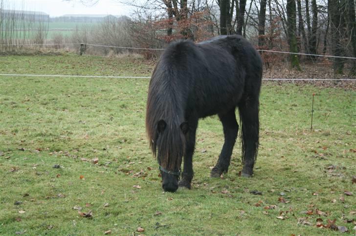 Islænder "¤"assa fra vikærslund"¤" - ja    det er mig billede 9