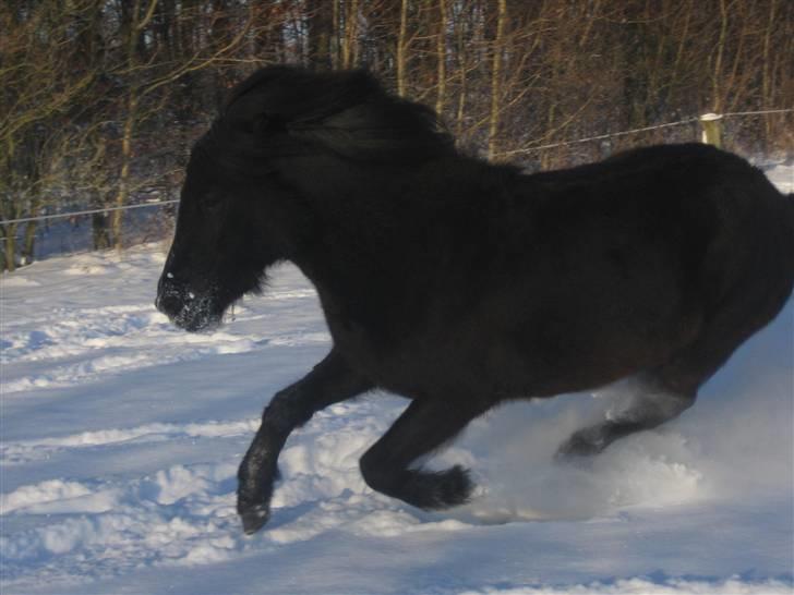 Islænder "¤"assa fra vikærslund"¤" - uf jeg kan løbe billede 10