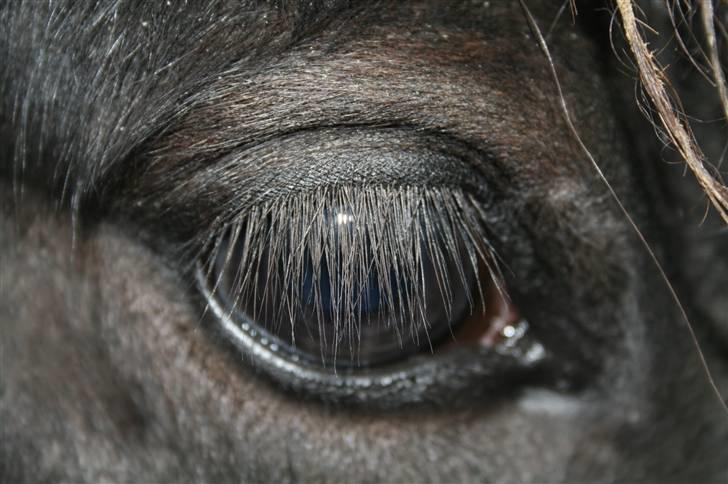 Islænder "¤"assa fra vikærslund"¤" - mit flotte øje billede 11