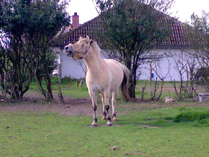 Fjordhest Zenia, passet ^savnes!^ - prruh kommer der :D billede 10