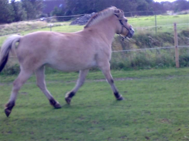 Fjordhest Zenia, passet ^savnes!^ - trav hen over marken billede 11