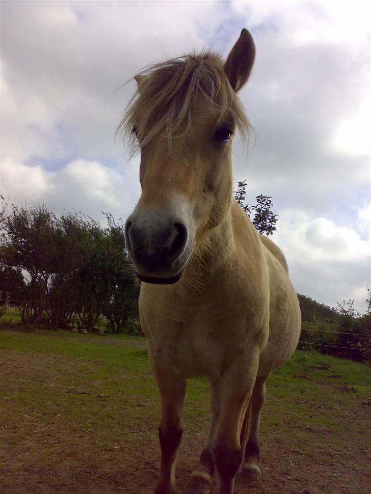 Fjordhest Zenia, passet ^savnes!^ - hejsa dernede xD billede 12