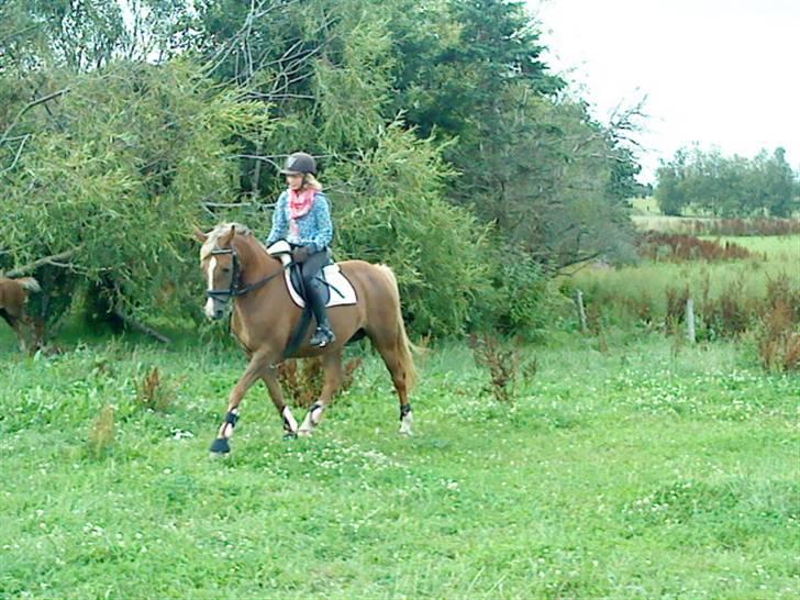 Anden særlig race Malhøj's Prinsess[Tidl. hest] - nyt* Dressur efter den tykke har fået føl xD   Alle billederne i profilen er ret så gamle! Hun er bedre nu! billede 18