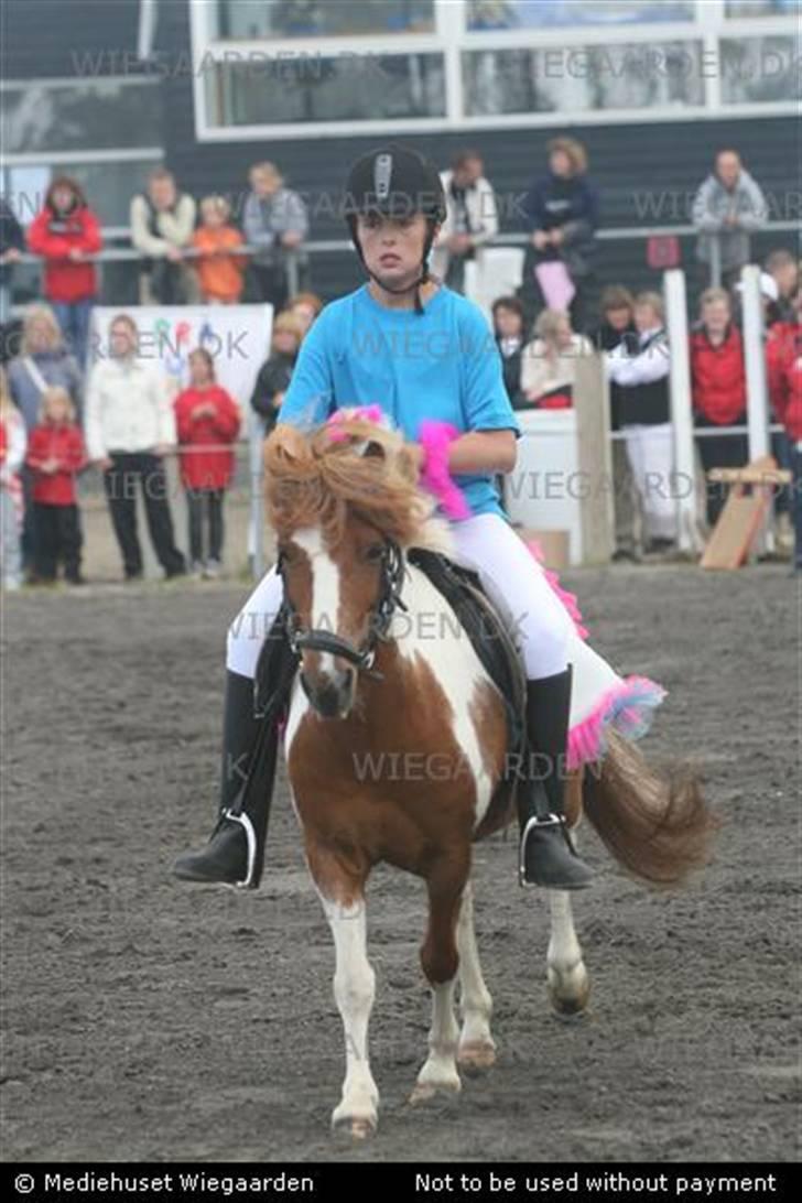 Anden særlig race Ni-Chan´s Babyboy - Sandra fik lov at låne Babyboy til ponygames til landfinalerne 2007 billede 15