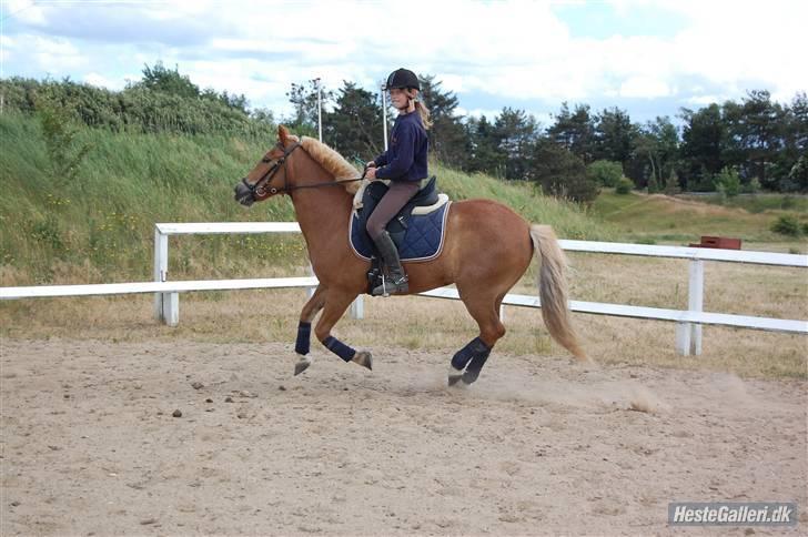 Anden særlig race Andrea <3 - Gl. Part :'/ - Dressur fra i sommer. Hun er frisk :D billede 13