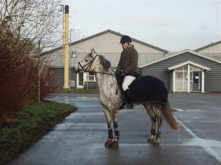 New Forest Odbjergs Isabell Udlånt - Ude at skridte inden stævne. Er vild med det billed. billede 4