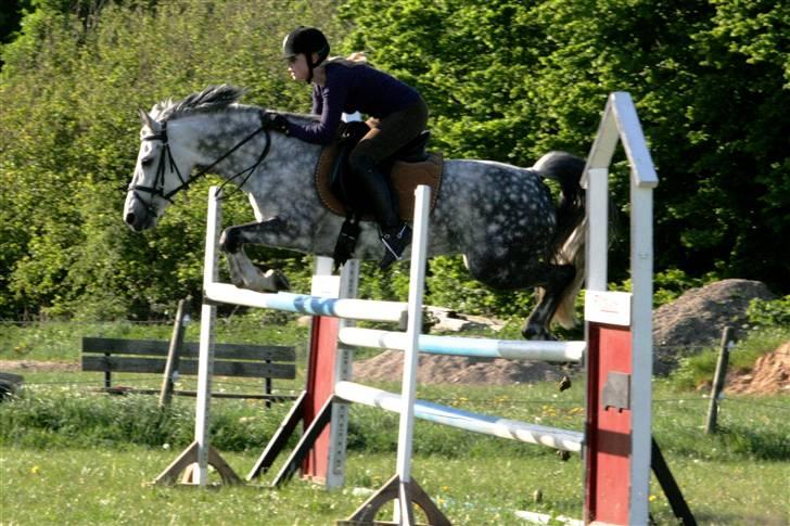 New Forest Odbjergs Isabell Udlånt - Hopper 120 :) billede 7