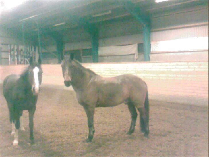 New Forest Surprise (SOLGT) - surprise&talido<´3 billede 14