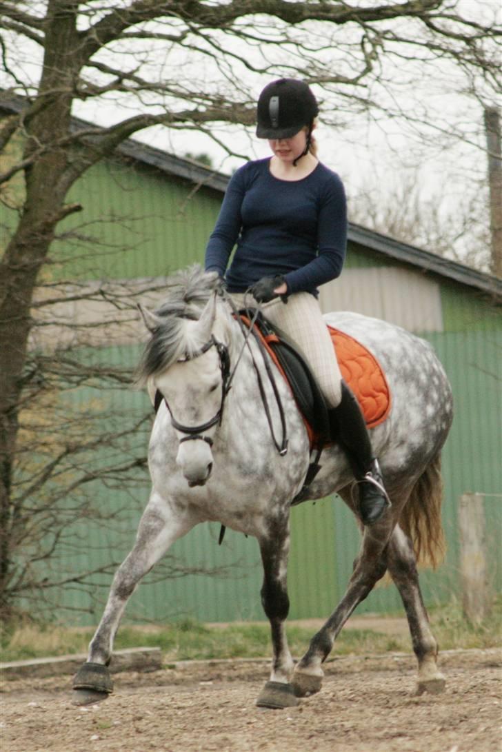 New Forest Odbjergs Isabell Udlånt - Dressur. Hun er blevet så fin :) billede 9