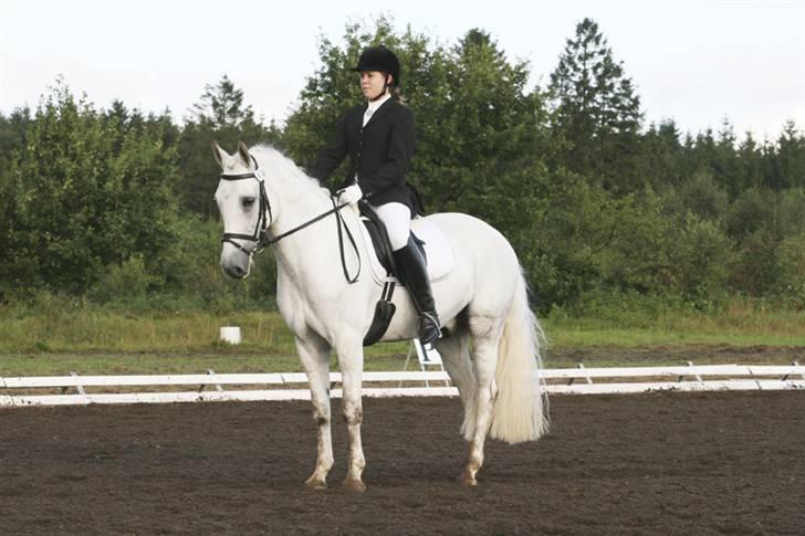 DSP Aaby's Kimba - R.I.P :'( - Fra DM 2007 :D - Min elskede Kimba! :´( <´33 Han er meget savnet :´( billede 16