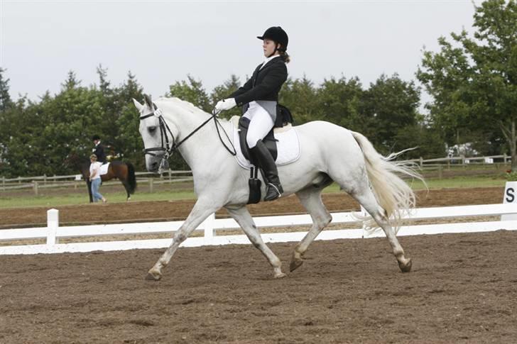 DSP Aaby's Kimba - R.I.P :'( - Fra DM 2007 :D Fri trav - Han var min lille stjerne´pony :´) <´33  billede 17