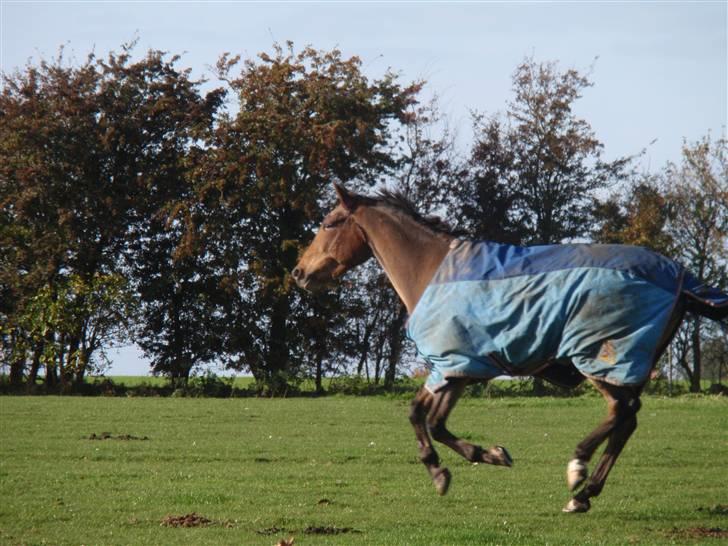 Appaloosa Rainbow*SOLGT 14/11-2009 RIP 17/2-14* - du ikke som de andre! billede 14