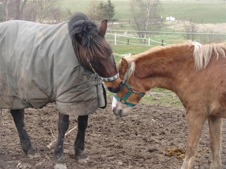 Anden særlig race Mr. smokie'  Mit Et & Alt - Smokie Og spirit der Leger PÅ Folden Total Hygge billede 17