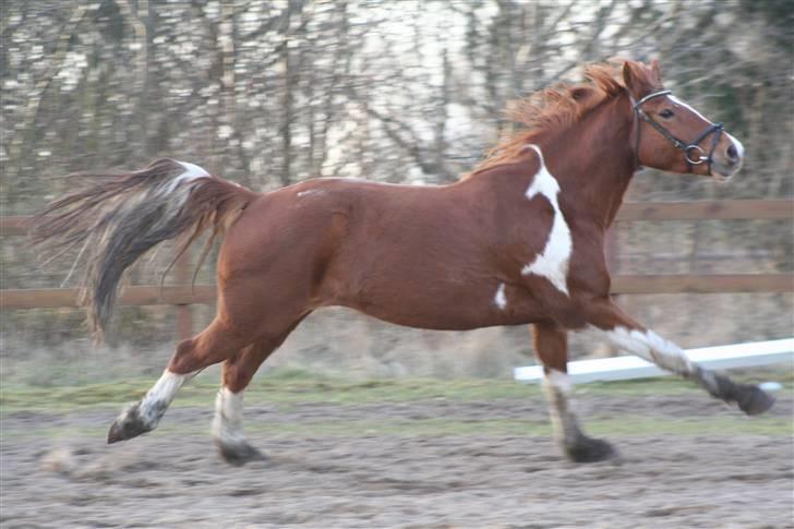 Pinto Polle - .Han kan flytte fusserne <3, Vinter 2008. billede 7