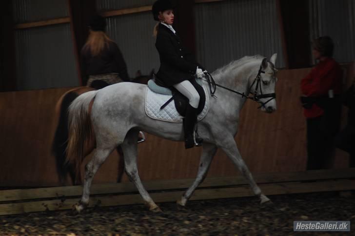 Welsh Pony af Cob-type (sec C) Hesta <3 SOLGT - RIP - Dressurstævne 2oo9  billede 16