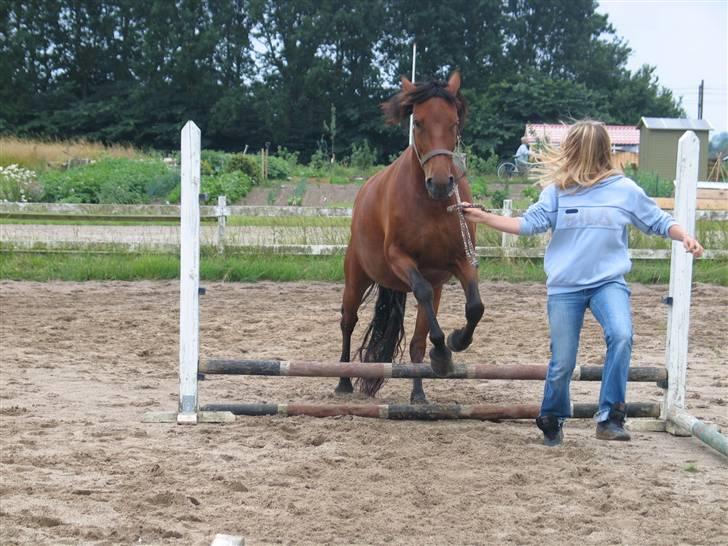 Anden særlig race 'Lille' Flicka - Foto: Mig billede 3