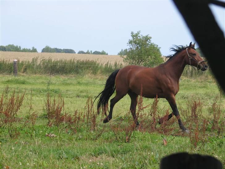 Anden særlig race 'Lille' Flicka - Foto: Mig billede 8