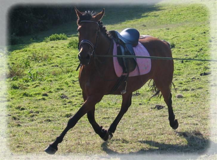 Anden særlig race 'Lille' Flicka - Foto: Mig billede 9