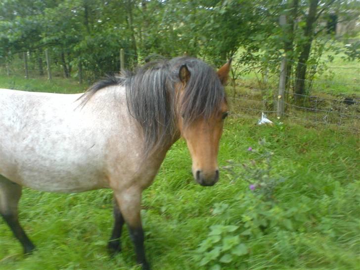 Welsh Mountain (sec A) Fugemoses Chappie *solgt* billede 1