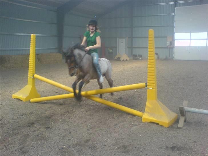 Welsh Mountain (sec A) Fugemoses Chappie *solgt* billede 3