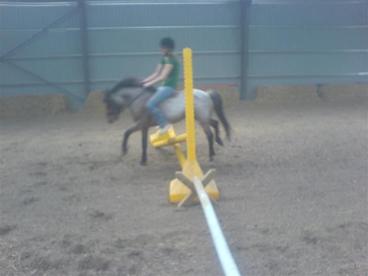 Welsh Mountain (sec A) Fugemoses Chappie *solgt* billede 4