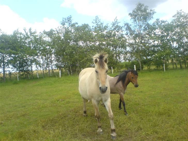 Welsh Mountain (sec A) Fugemoses Chappie *solgt* billede 5
