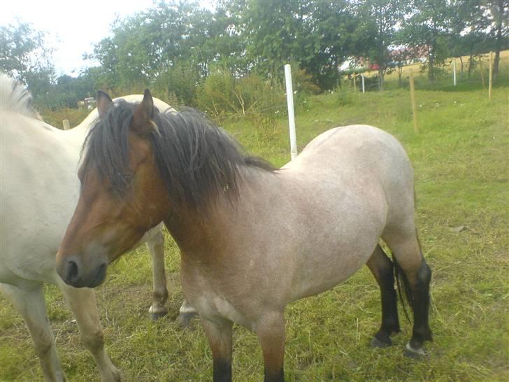 Welsh Mountain (sec A) Fugemoses Chappie *solgt* billede 6