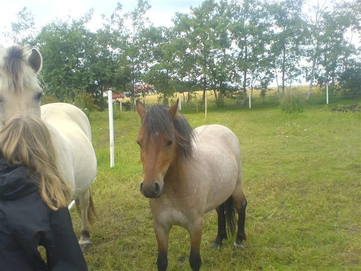 Welsh Mountain (sec A) Fugemoses Chappie *solgt* billede 7