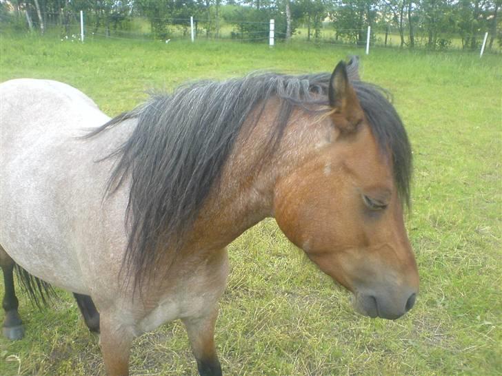Welsh Mountain (sec A) Fugemoses Chappie *solgt* billede 8