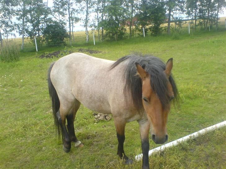 Welsh Mountain (sec A) Fugemoses Chappie *solgt* billede 9